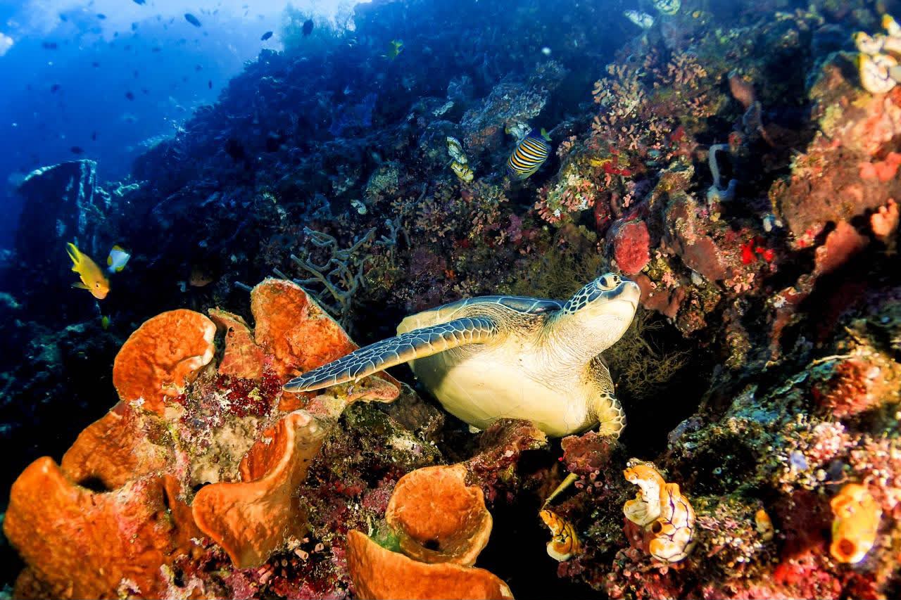Kemenpar Kecam Tindakan Turis China Buru dan Konsumsi Penyu di Raja Ampat
