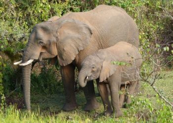 Gajah Afrika Gunakan Tanaman untuk Obati Diri