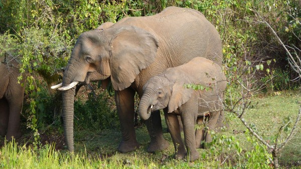 Gajah Afrika Gunakan Tanaman untuk Obati Diri