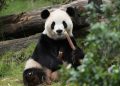 Gajah Afrika Gunakan Tanaman untuk Obati Diri