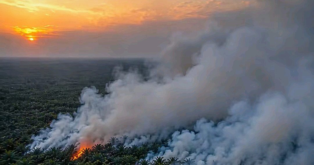 KLH Usut 19 Perusahaan Terkait Karhutla di Sumatera-Kalimantan