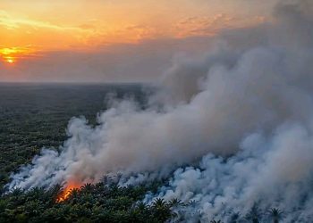 KLH Usut 19 Perusahaan Terkait Karhutla di Sumatera-Kalimantan