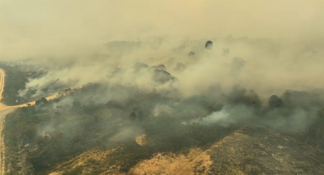 Karhutla Kalimantan Ancam Flora dan Satwa Endemik Indonesia