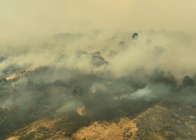 Karhutla Kalimantan Ancam Flora dan Satwa Endemik Indonesia