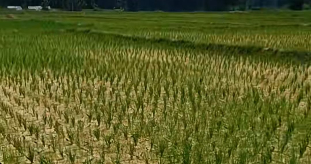 Kekeringan Melanda Puluhan Hektare Sawah di Bogor, Gagal Panen Mengancam