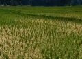 Kekeringan Melanda Puluhan Hektare Sawah di Bogor, Gagal Panen Mengancam