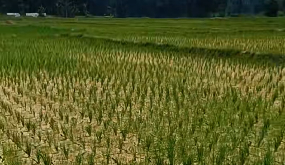 Kekeringan Melanda Puluhan Hektare Sawah di Bogor, Gagal Panen Mengancam