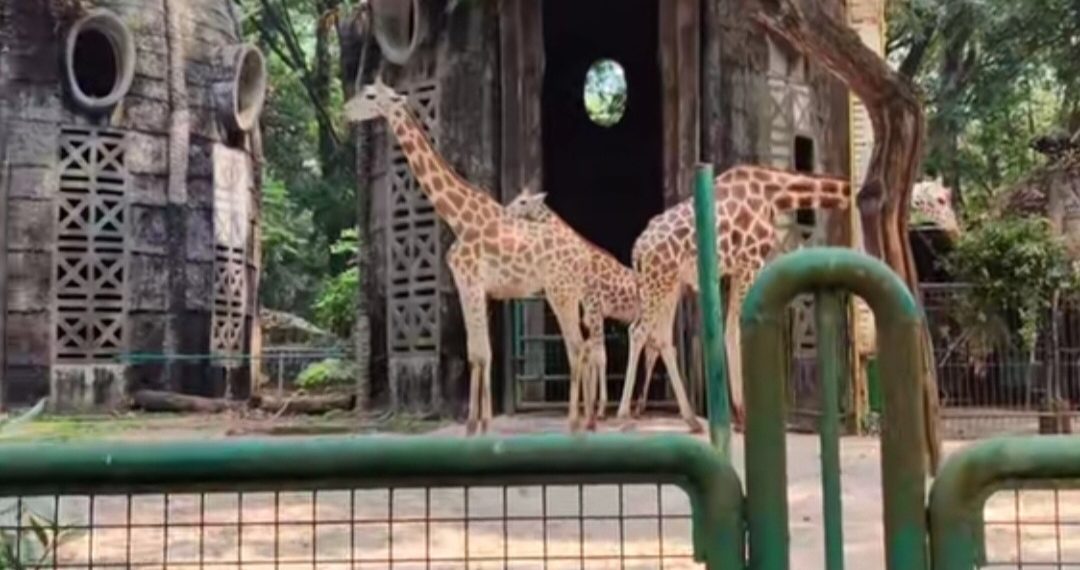 Pemprov DKI Pertimbangkan Kenaikan Tarif Tiket Ragunan