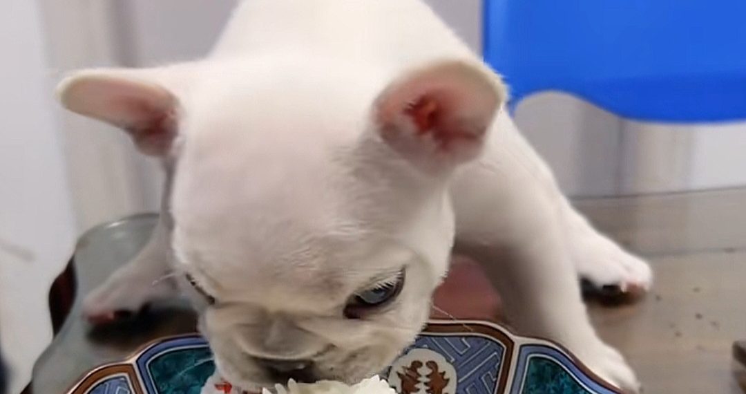 Nasi untuk Anjing, Boleh atau Tidak? Ini Jawabannya