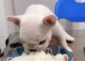 Nasi untuk Anjing, Boleh atau Tidak? Ini Jawabannya