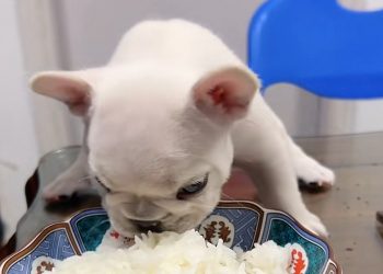 Nasi untuk Anjing, Boleh atau Tidak? Ini Jawabannya