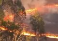 Bromo Ditutup Total, Kebakaran Hutan Terus Meluas