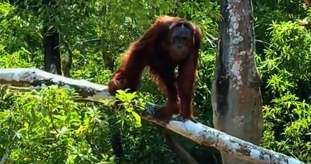 100 Satwa Dievakuasi dari Karhutla, 8 Dilaporkan Mati