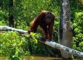 100 Satwa Dievakuasi dari Karhutla, 8 Dilaporkan Mati
