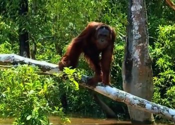 100 Satwa Dievakuasi dari Karhutla, 8 Dilaporkan Mati