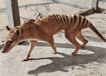 Penelitian Ungkap Tasmanian Tiger Mungkin Bukan Pemangsa Ternak