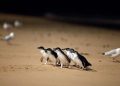 : Australia memvaksinasi 5.000 penguin kecil di Phillip Island dan St Kilda Beach untuk melindungi koloni dari ancaman flu burung H5N1.