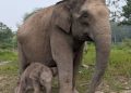 Gajah Sumatera Lisa melahirkan anak jantan di camp Elephant Flying Squad Taman Nasional Tesso Nilo. Anak gajah lahir sehat dengan berat 129 kg.