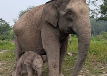 Gajah Sumatera Lisa melahirkan anak jantan di camp Elephant Flying Squad Taman Nasional Tesso Nilo. Anak gajah lahir sehat dengan berat 129 kg.