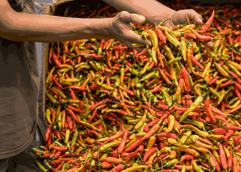 Cabai Rawit Merah Hampir Rp100 Ribu per Kg karena Stok Berkurang