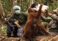 Pegiat Lingkungan Dorong Penguatan Perlindungan Orangutan di Tengah Karhutla
