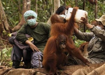 Pegiat Lingkungan Dorong Penguatan Perlindungan Orangutan di Tengah Karhutla