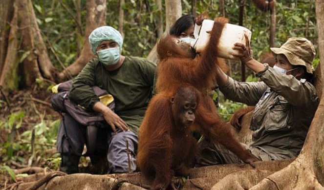 Pegiat Lingkungan Dorong Penguatan Perlindungan Orangutan di Tengah Karhutla