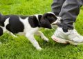 Digigit Anjing, Kapan Harus Suntik Rabies? Ini Batas Waktunya