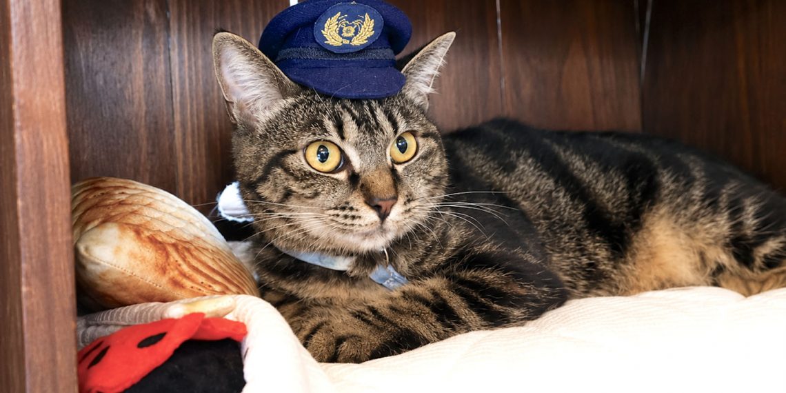 Kucing Liar Berubah Jadi Kepala Stasiun yang Populer di Jepang
