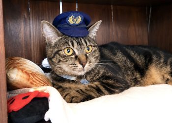 Kucing Liar Berubah Jadi Kepala Stasiun yang Populer di Jepang