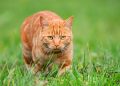 Kucing Oren Lebih Barbar dari Kucing Putih?