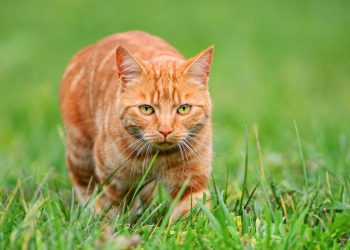 Kucing Oren Lebih Barbar dari Kucing Putih?