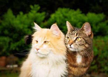 12 Tanda Kucing Nyaman dan Percaya Kepadamu