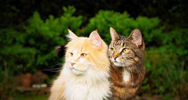 12 Tanda Kucing Nyaman dan Percaya Kepadamu