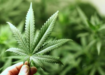 Pengiriman Ganja 18 Kg dari Bogor Terbongkar, Kurir Ditangkap di Sidoarjo