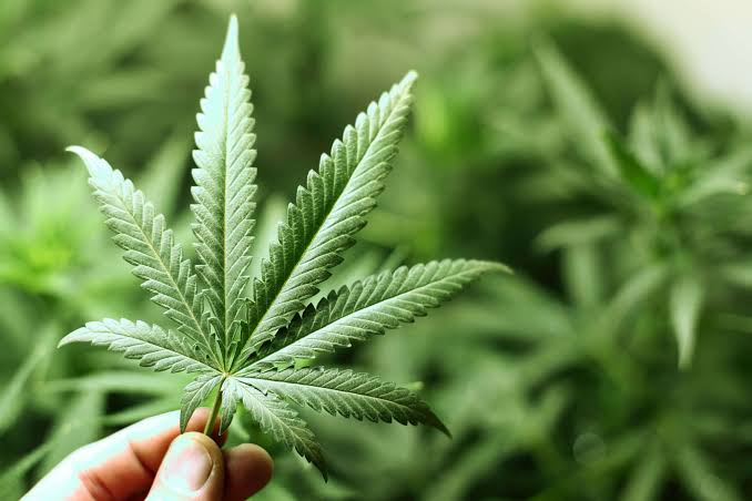 Pengiriman Ganja 18 Kg dari Bogor Terbongkar, Kurir Ditangkap di Sidoarjo