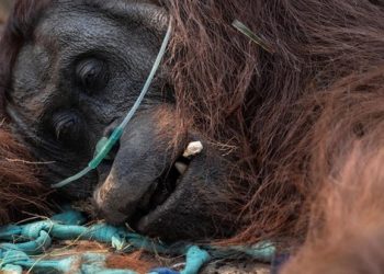 Karhutla Kalimantan Makin Meluas, 52% Populasi Orang Utan Terancam