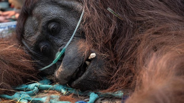 Karhutla Kalimantan Makin Meluas, 52% Populasi Orang Utan Terancam