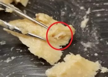 Studi Brasil Ungkap 96% Sampel Tuna Terinfeksi Parasit, Aman Dimakan?