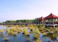 Wisata Mangrove di Pekalongan Tawarkan Pengalaman Liburan dan Edukasi