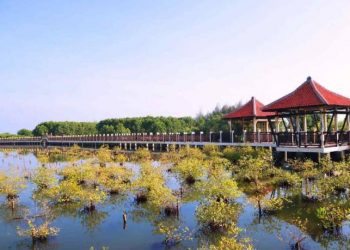 Wisata Mangrove di Pekalongan Tawarkan Pengalaman Liburan dan Edukasi