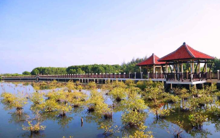 Wisata Mangrove di Pekalongan Tawarkan Pengalaman Liburan dan Edukasi