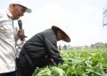 UGM Diajak Mentan Amran Kembangkan Ribuan Hektare Lahan Kedelai