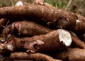 Singkong Lampung Naik Kelas, Harga Tembus Rp3.000 per Kg