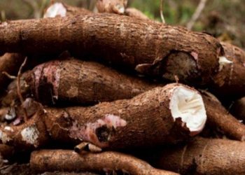 Singkong Lampung Naik Kelas, Harga Tembus Rp3.000 per Kg