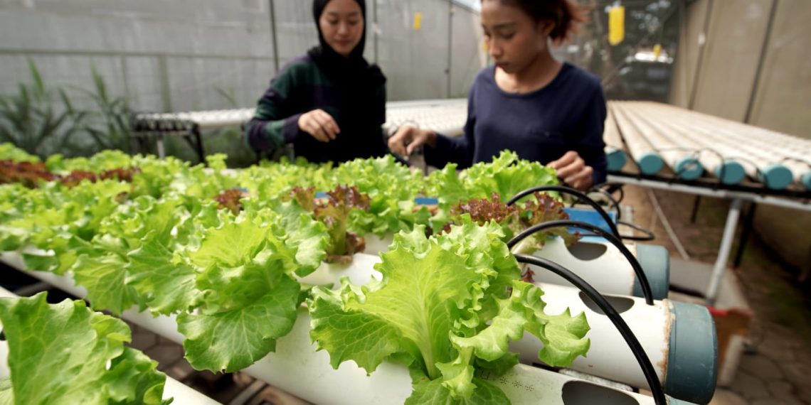Perkuat Ketahanan Pangan, BI Jawa Barat Dorong Pertanian Perkotaan