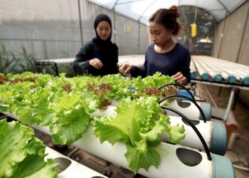 Perkuat Ketahanan Pangan, BI Jawa Barat Dorong Pertanian Perkotaan