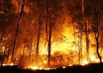 Singapura Tak Tinggal Diam soal Kabut Asap, 8 Bos Sawit Dipanggil