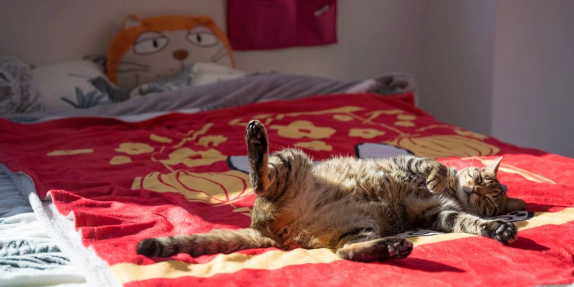 Jangan Cuma Ganti Seprai! Begini Cara Membersihkan Kasur dari Bulu dan Bau Kucing