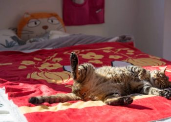 Jangan Cuma Ganti Seprai! Begini Cara Membersihkan Kasur dari Bulu dan Bau Kucing